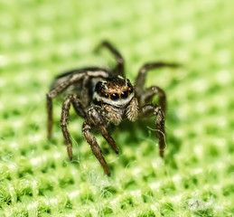 Close up of a jumping spider front view
