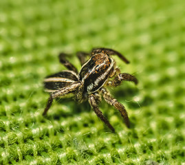 Jumping spider on a green pillow close up