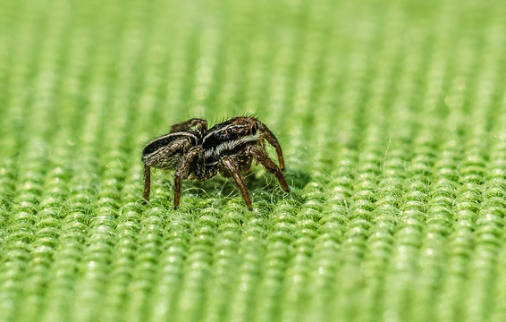 Close up of a jumping spider side view