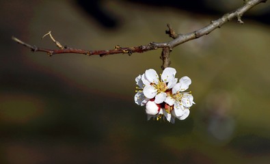 Early spring in the garden. Apricot buds are revealed. Apricot trees are blooming.