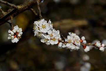 Early spring in the garden. Apricot buds are revealed. Apricot trees are blooming.