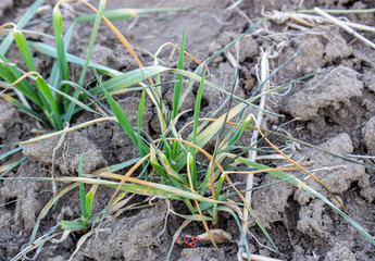 Depleted winter wheat leaves from adverse weather conditions, spring frosts and lack of soil moisture.