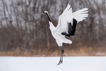 The Red-crowned crane, Grus japonensis The crane is dancing in beautiful artick winter environment Japan Hokkaido Wildlife scene from Asia nature. © Petr Šimon