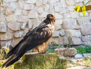Vulture bird in zoo on blurred nature background