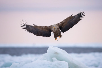 The White-tailed eagle, Haliaeetus albicilla The bird is flying in beautiful artick winter environment Japan Hokkaido Wildlife scene from Asia nature. Came from Kamtchatka..
