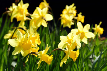 Obraz premium Yellow blooming daffodils glow against a dark background in spring