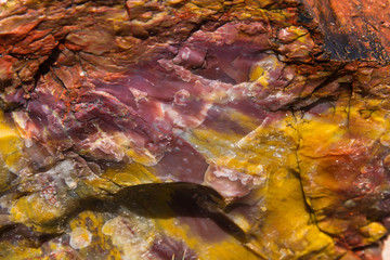 Versteinerter Baum 13