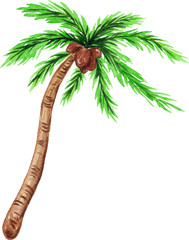 Watercolor illustration of palm tree, for wedding cards, romantic prints, fabrics, textiles and scrapbooking. - 336517053