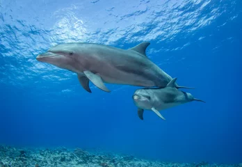 Schilderijen op glas dolphin in blue water © Tropicalens