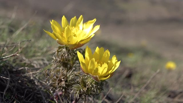 Adonis vernalis, known variously as pheasant's eye, spring pheasant's eye, yellow pheasant's eye and false hellebore, the shore of the Tiligul estuary, Ukraine
