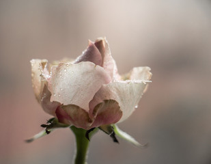 Fototapeta premium delicate rose with dew drops on the petals on a blurry beige background