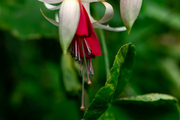 Fuchsia hybrida plant hanging down 
