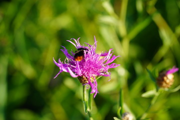 bee on lavender