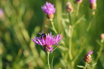 purple flower in the garden