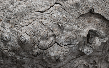 Texture of an old gnarled oak trunk