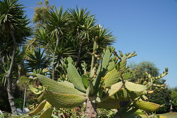 Fototapeta premium cactus in the desert