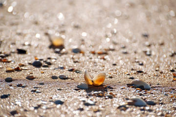 Seashell on a yellow sunny sandy beach, selective focus, bokeh background