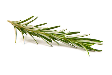 Fresh branch of rosemary herb, isolated on white background