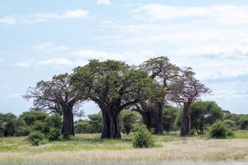 Fototapeta na wymiar baobab tree drill