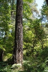 trees in the forest