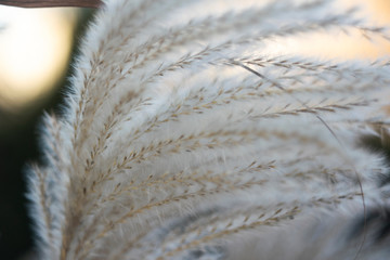 białe kłosy  © fw