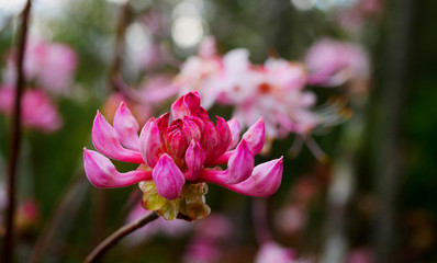 Obraz premium Pinxter Azalea