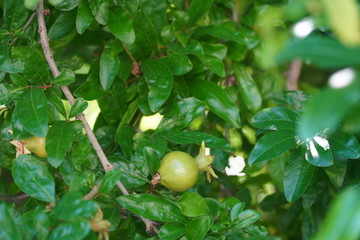 green apples on a tree