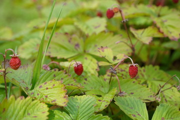 red currant bush