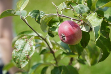 apples on a tree