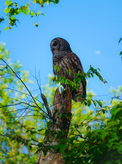 Barred Owl on a dead tree