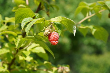 strawberry on a bush