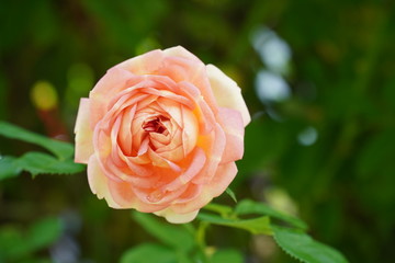red rose in garden
