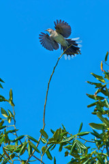 Tropical Mockingbird (Mimus gilvus) on single vertical branch, wings and tail feathers extended just before flight, blue sky background.