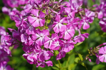 pink flowers in the garden