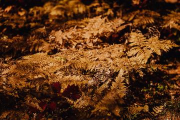 Fougères au changement de saison