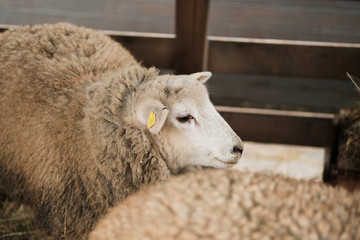 furry sheep in wooden stable