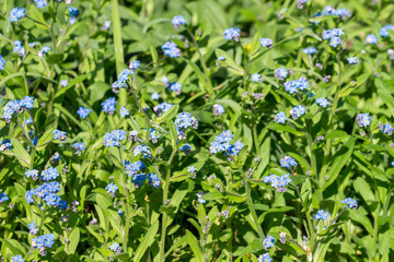 Forget-me-not (Myosotis spec.) flowers