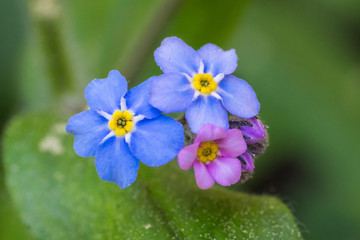 Closeup of forget-me-not (Myosotis spec.) flowers