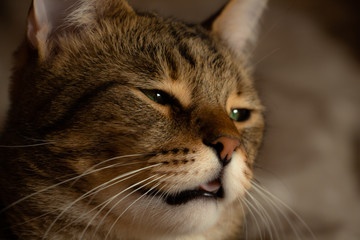 sleepy cat with a languid half-closed gaze