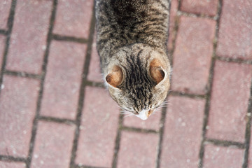 Fat Gray-white cat walks on the sidewalk. Homeless cat.
