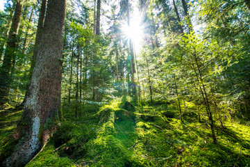 Fototapeta premium Sonnenstrahlen im grünen Zauberwald
