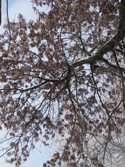 Winter Oak Baugh
