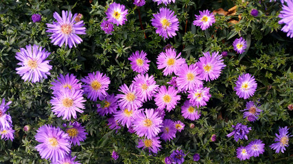 Fototapeta premium Aster novi-belgii 'Audrey'