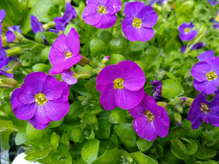 Aubrieta 'Kitte Blue'