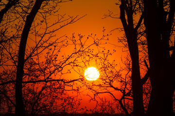 Orange glow sunset with tree branches. Background