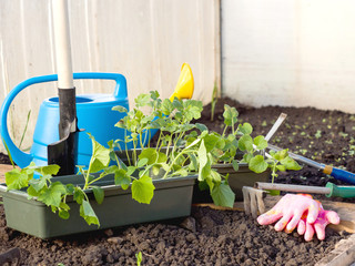 Young seedlings in the greenhouse on a spring day