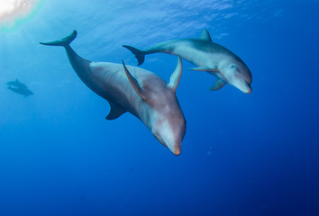 Fototapeta na wymiar dolphin in blue water