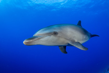dolphin in a blue
