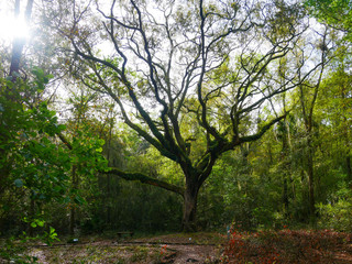 Obraz premium majestic oak