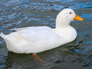 Large white heavy American Aylesbury peking pekin ducks water level close up view. Donald Duck look a-likes